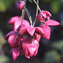 Euonymus latifolius - Breitblättriger Spindelstrauch