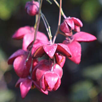 Euonymus latifolius