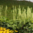 Heuchera villosa macrorrhiza: Bild 1/1