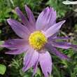 Pulsatilla vulgaris 'Papageno': Bild 3/9