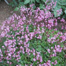 Saxifraga urbium - Porzellanblümchen