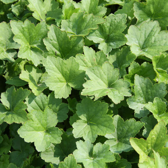 purpurgl-ckchen-heuchera-chantilly-wei