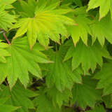 Acer shirasawanum 'Aureum' - Goldblatt-Japanahorn