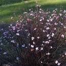 Viburnum farreri 'Nanum' - Zwerg-Duftschneeball