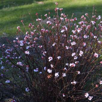 Viburnum farreri 'Nanum'