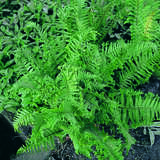 Dryopteris cristata - Kammfarn