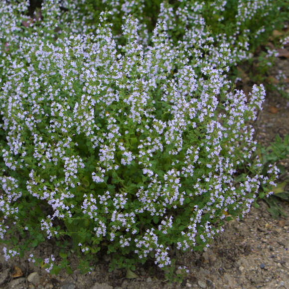 Bergminze Samen (Calamintha Nepeta) – 100 Stück, Winterhartes Heilkraut Für Tee & Küche