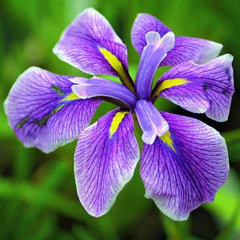 Iris ensata 'Mrs. Stanley'