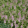 Ajuga reptans 'Rosea': Bild 2/4