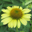 Echinacea purpurea 'Cleopatra': Bild 1/1