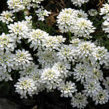 Iberis sempervirens 'Schneeflocke' - Schleifenblume, Schneekissen