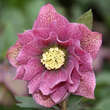 Helleborus or. 'Spring Wonder': Bild 2/2