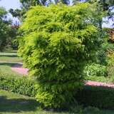 Gleditsia triacanthos 'Elegantissima' - Zwerg-Lederhülsenbaum