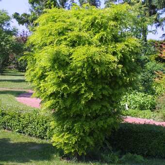 Gleditsia triac. 'Elegantissima'