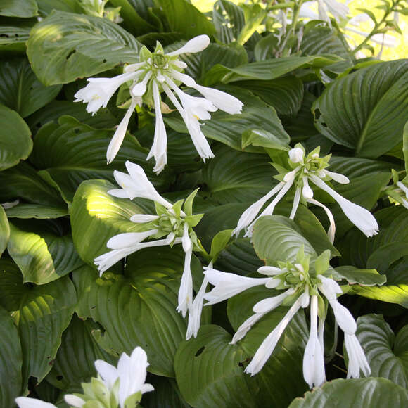Funkie, Herzlilie Hosta plantaginea grandiflora weiß