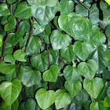 Hedera colchica 'Batumi' - Kolchischer Efeu