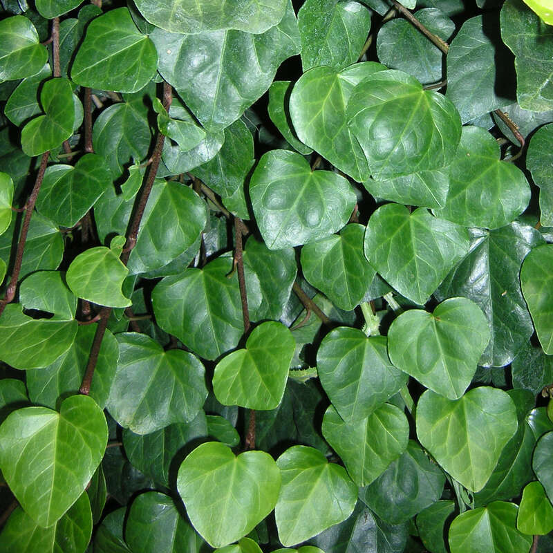 Kolchischer Efeu - Hedera colchica 'Batumi' - grn