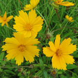 Coreopsis auriculata 'Nana' - Mädchenauge