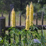 Lupinus polyphyllus 'Russel Gelb' - Wolfsbohne, Lupine