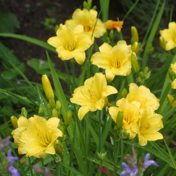 Mein Schoner Garten Kleinblutige Taglilie Stella De Oro