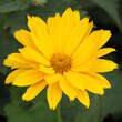Heliopsis helianth. 'Mars': Bild 3/3