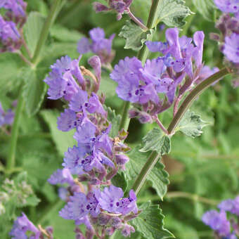 Blumixx Katzenminze ‚Six Hills Giant‘ – Violettblaue Blüten, Bienenfreundlich, 60–80 Cm Hoch, Im 0,5-Liter-Topf