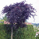 Fagus sylvatica 'Rohan Weeping' - Hänge-Blutbuche