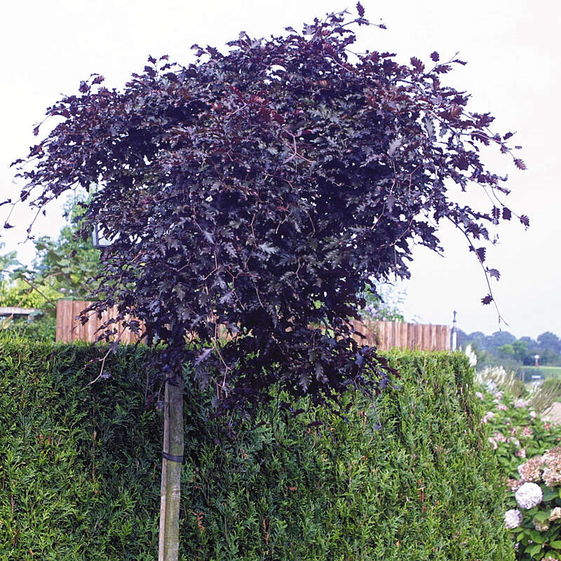 immergrüne heckenpflanzen glanzmispel Glanzmispel Photinia fraseri Carre Rouge Gartenpflanze 9cm 35cm main image 1
