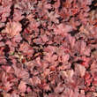 Heuchera 'Cherry Cola': Bild 1/3