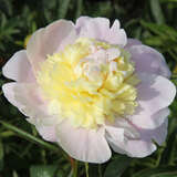 Paeonia lactiflora 'Primevere' - Pfingstrose