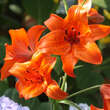 Lilium 'Fire King': Bild 1/2