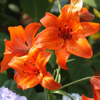 Lilium 'Fire King'