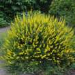 Cytisus nigricans 'Cyni': Bild 1/2
