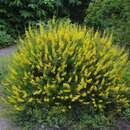 Cytisus nigricans 'Cyni' - Schwarzschoten Ginster
