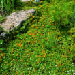 Lysimachia nummularia: Bild 5/5