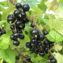 Ribes nigrum 'Titania' - Schwarze Ribisel