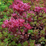 Sedum spurium 'Purpurteppich' - Mauerpfeffer