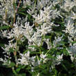 Persicaria polymorpha: Bild 2/11