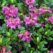 Rhododendron ferrugineum: Bild 1/3