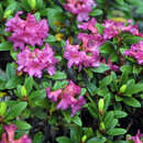 Rhododendron ferrugineum - Berosteter Almrausch