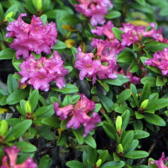 Rhododendron ferrugineum