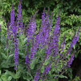 Salvia nemorosa 'Mainacht' - Ziersalbei