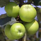 Malus domestica 'Steirische Maschanzker' - Winterapfel
