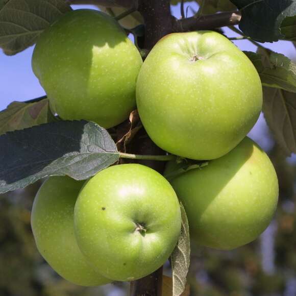 Winterapfel, XII-V - Malus dom. 'Steirischer Maschanzker