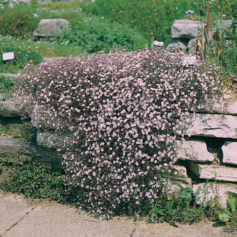 Kriech-Schleierkraut - Gypsophila repens - wei