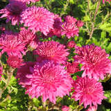 Chrysanthemum indicum 'Manito' - Herbstchrysantheme