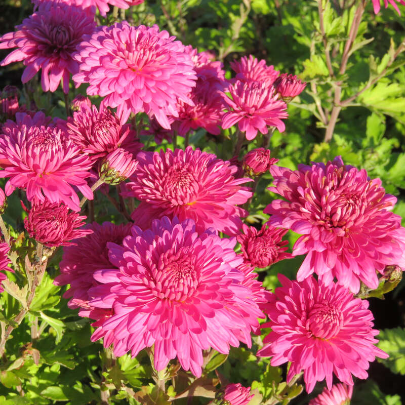 Herbstchrysantheme - Chrysanthemum indicum 'Manito'