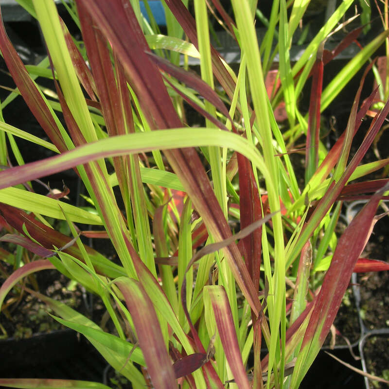 Kupferhirse, Japan-Blutgras - Imperata cylindrica 'Red Baron' - rot