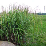 Carex pendula - Riesensegge