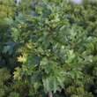 Quercus palustris 'Green Dwarf': Bild 1/3